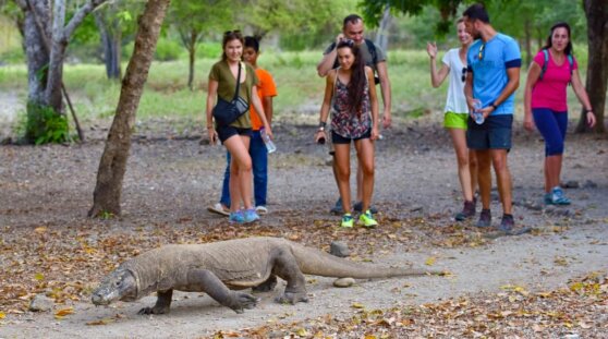 Последствия укуса комодского варана показали на видео