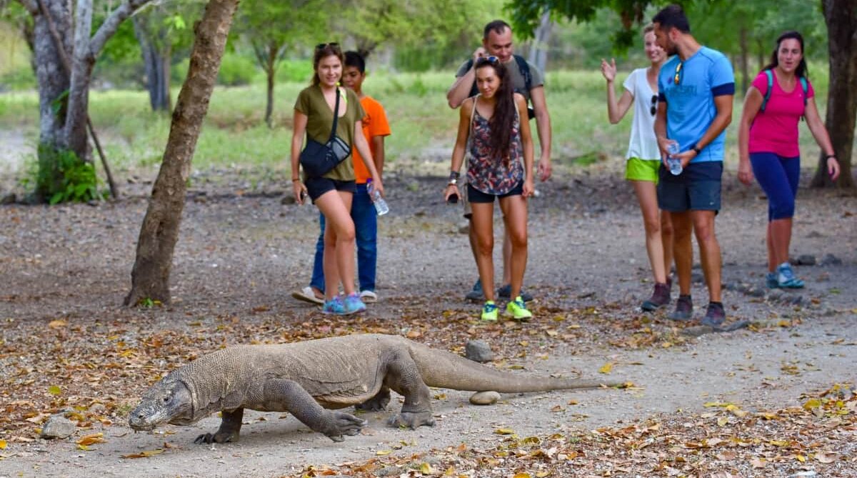 Комодский варан, туристы