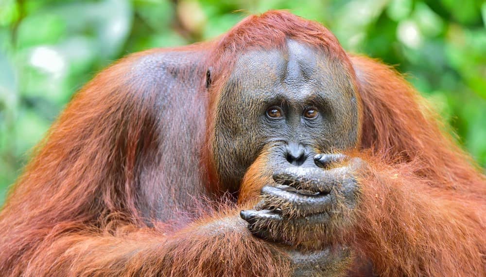 Орангутан, обезьяна