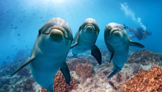 Дельфины помогли спасти дрейфовавшего в ледяной воде человека