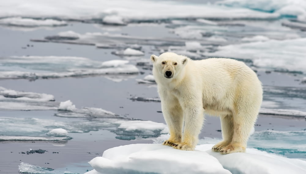 Белый медведь
