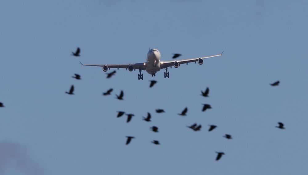 Самолёт, птицы, столкновение