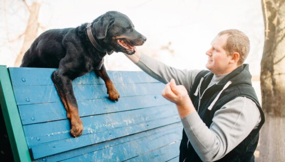 Кинолог рекомендовал защищать собаку от стресса особыми игрушками