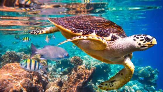 Ученые предупредили об исчезновении 90 % морских видов к концу XXI века