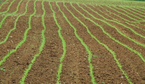 Биолог нашла способ сдержать нагревание Земли