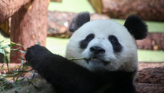 Больших панд спасли от вымирания