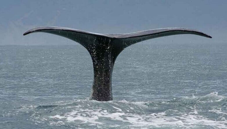 Хвост кита