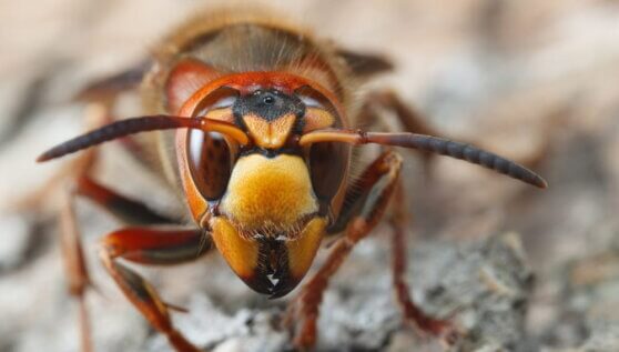 Осы насмерть искусали россиянина