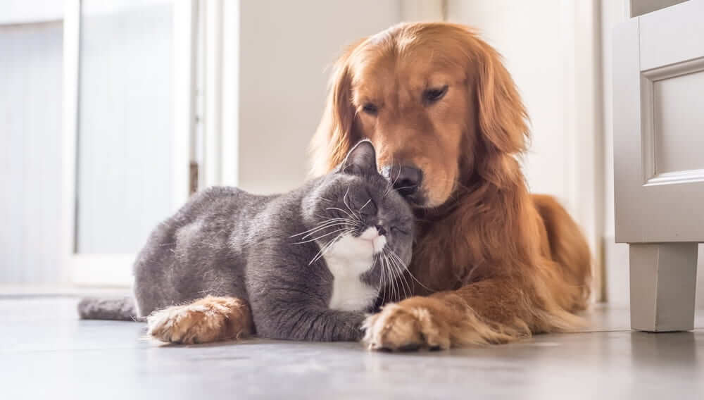 Кошка и собака