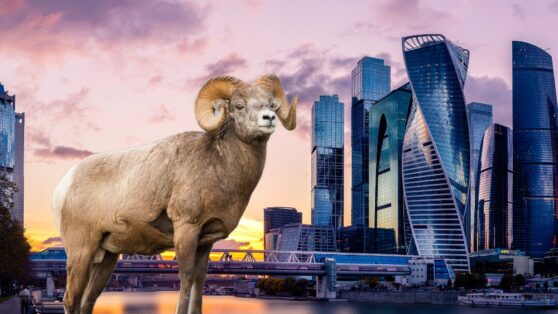 В Москве стало больше голубых баранов