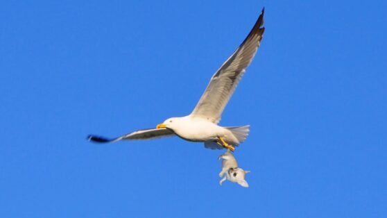 Чихуахуа сильная! Но легкая…