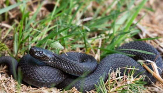Беда не приходит одна. Жителей Приамурья после наводнения атакуют гадюки