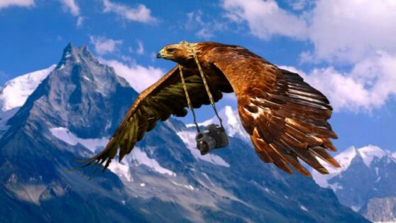 Орел украл у орнитолога камеру GoPro и снял селфи в полёте