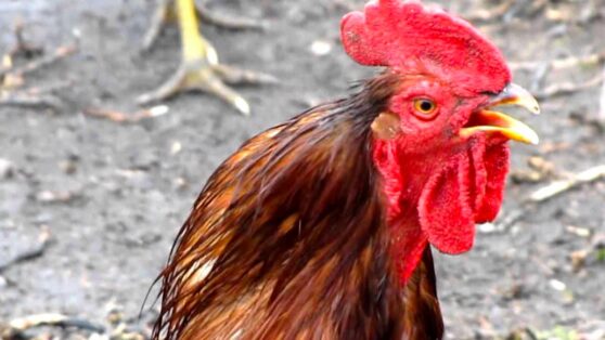 В Цюрихе запретили кукарекать по ночам