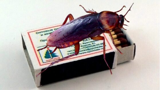 У всех свои тараканы. В Сочи появились гигантские летающие усачи