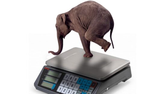 И корова, и волчица. В Лондонском зоопарке взвесили всех