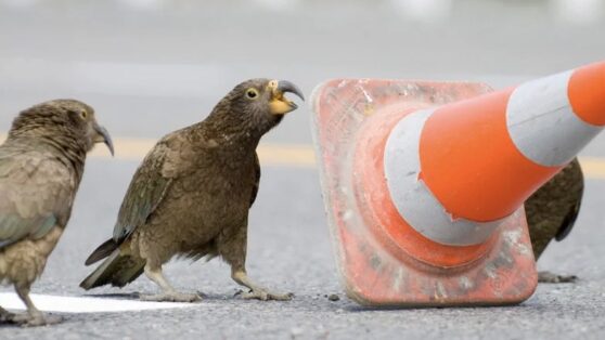 Любопытный попугай — горе имуществу