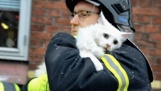 Коты и пожарные — лучший дуэт, который вы встречали
