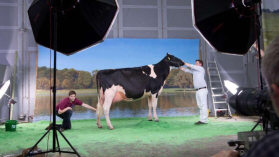 В Якутии устроили конкурс красоты среди коров