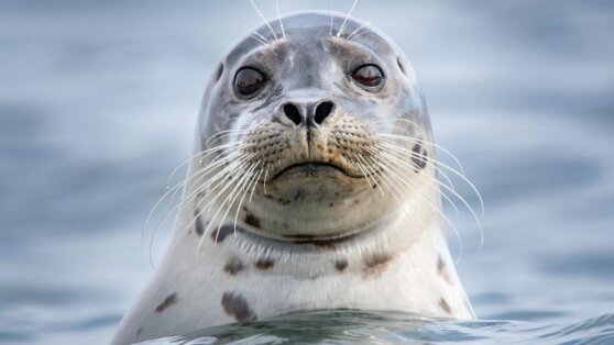 В Дагестане выясняют причину гибели каспийских тюленей