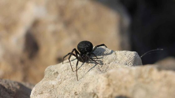 Ядовитые пауки заполонили Ростовскую область