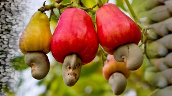 Популярные орехи кешью в сыром виде ядовиты