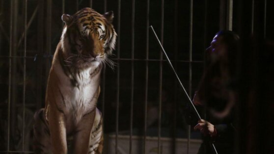 В Китае голодный тигр напал на дрессировщика