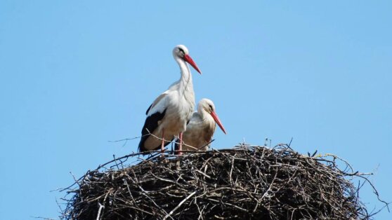 Сотрудник ДПС спас редкую для Вологодской области птицу