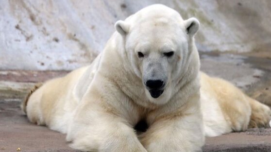 Обитателям московского зоопарка подарили новогодние подарки