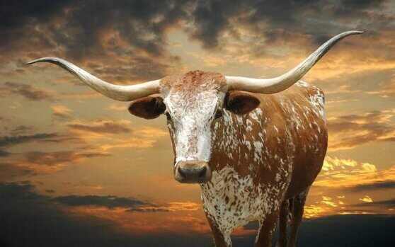 Белый металлический Бык одарит всех силой и здоровьем