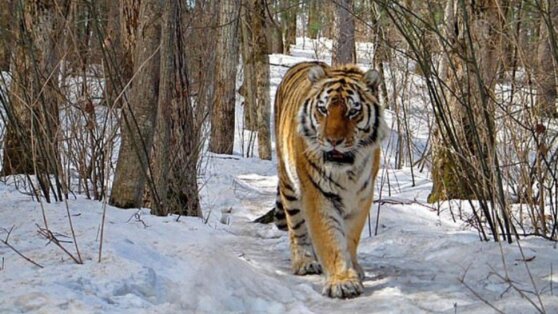 Истощенная тигрица попросила людей о помощи