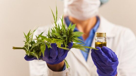 Украина рассмотрит возможность легализовать марихуану 