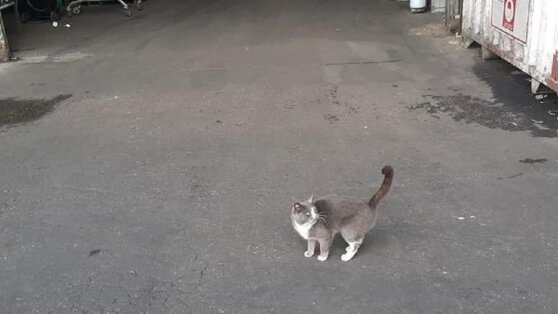 Кошка выживала в море три недели, питаясь конфетами