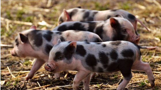 Зоозащитники призвали не обзывать людей змеями и свиньями
