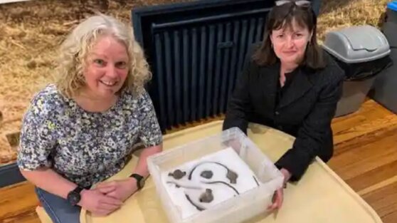 Кладоискательница нашла сокровища викингов