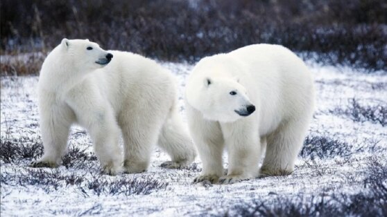 Белые медведи погрызли дрон, который их подсчитывал