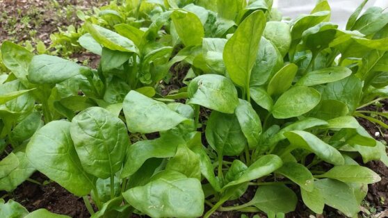 Американцы “научили” шпинат находить взрывчатку