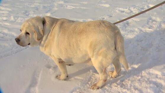 В Челябинске спасли от усыпления самого толстого лабрадора