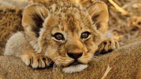 Сотрудники Росприроднадзора спасли львенка от фотосессии