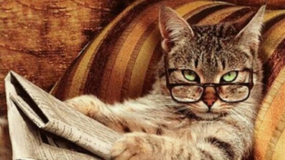 “Я не кот”: адвокат в образе кота сделал онлайн-заявление на суде