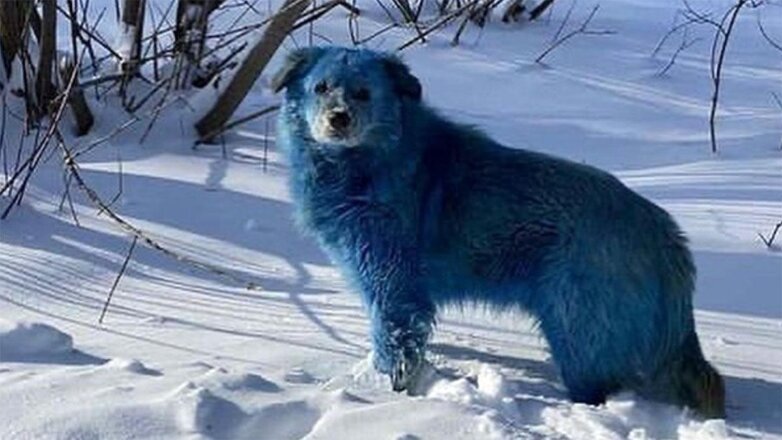 синие собаки