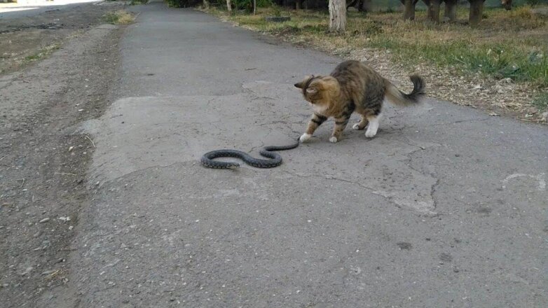 кошка и змея