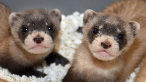 В США получили первого клона исчезающего хорька