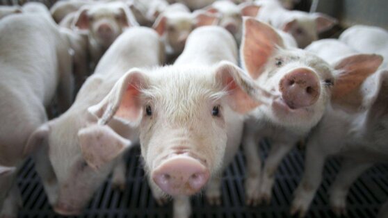 Телекоммуникационный гигант Huawei переходит на свиноводство