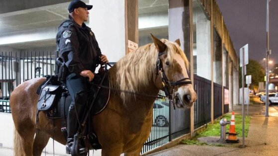полицейские лошади
