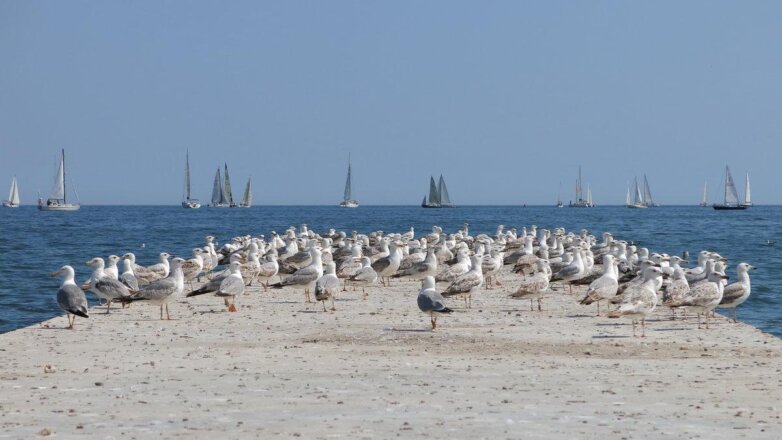 чайки Бахрейна