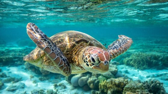 В Израиле морских черепашек лечат майонезом