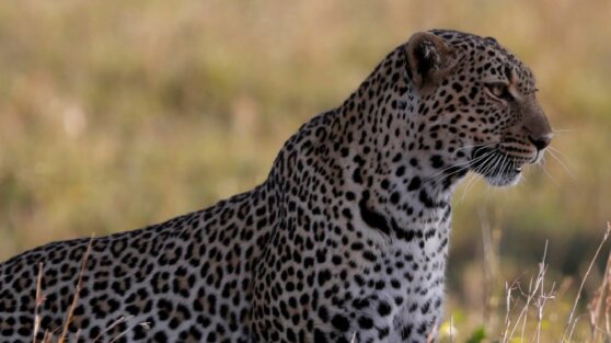 Леопард пошел охотиться на бабуинов, но стал их добычей