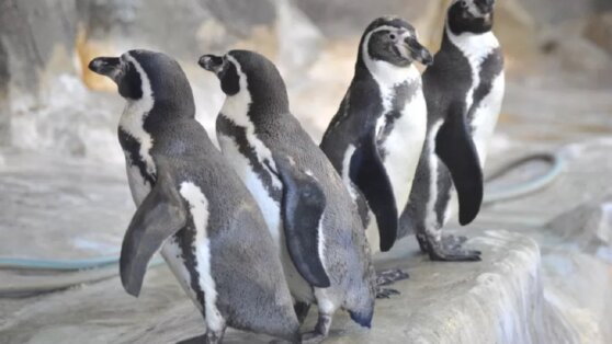 Пингвинам устроили пенную вечеринку