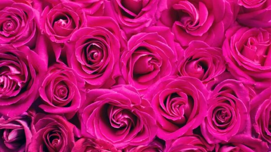 Мужчина украл букет из 101 розы и был найден по «дорожке» из лепестков